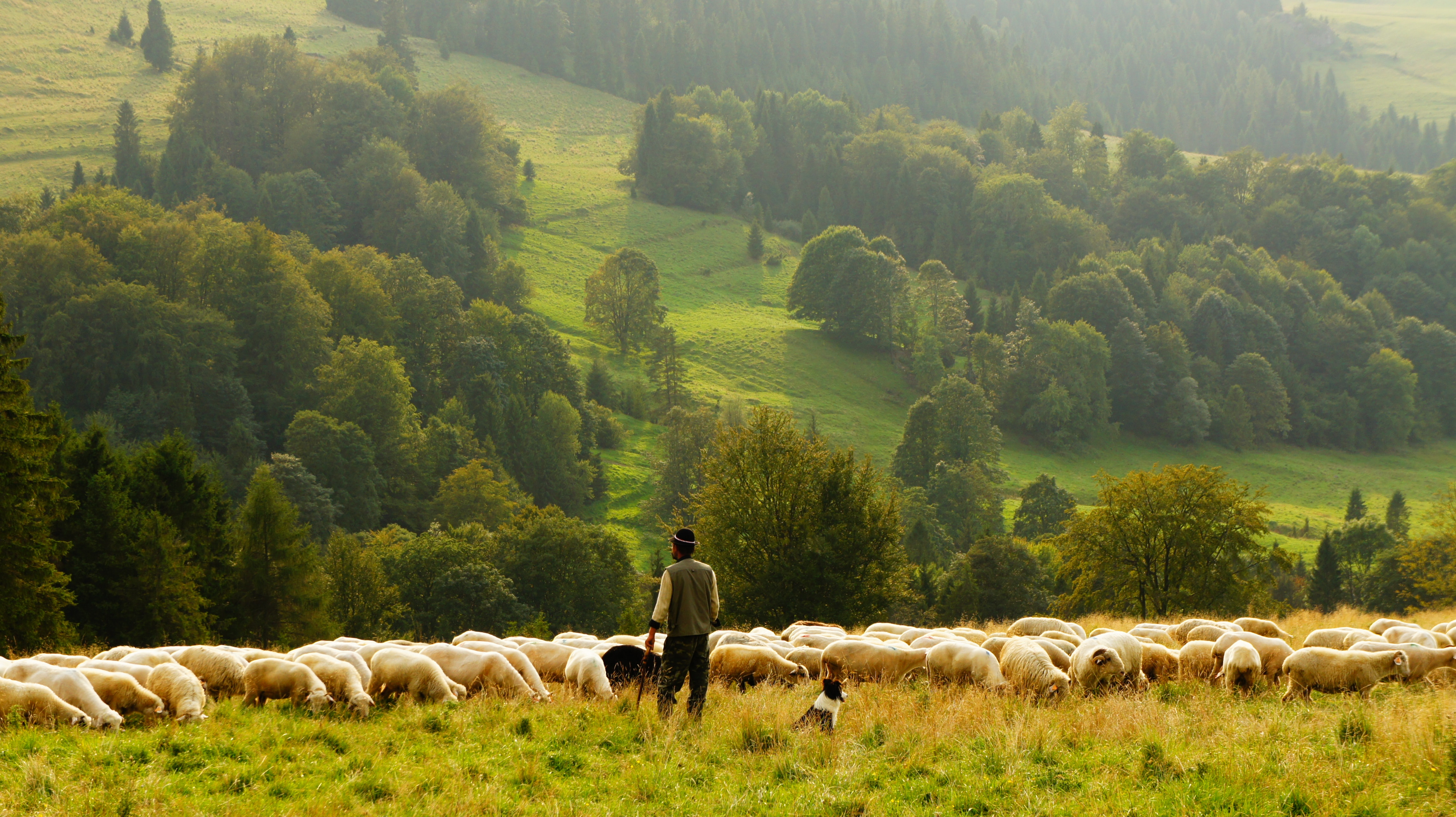 Photo of a shepard and their sheep in a large green field. 75%  of the image is a sunny sky.